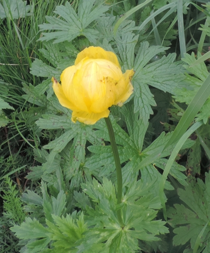 Trollius europaeus / Botton d''oro